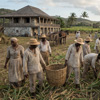 plantations on San Salvador